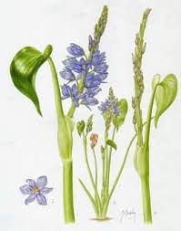 Image result for Monochoria africana