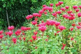 Perennials—especially small flowering plants—that grow and bloom over the spring and summer, die back every autumn and winter, and then return in the spring from their rootstock or other overwintering structure, are known as herbaceous perennials. What Should You Plant In Your Michigan Garden Michigan Gardening Best Perennials For Shade Best Perennials