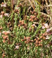 Image result for Erlangea