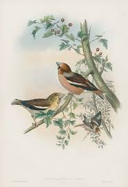 Bird Prints By John Gould 1862 Vintage Bird Illustration Bird Prints Bird Illustration