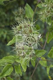 Clematis vitalba is described as a perennial vine with climbing, woody stems. Clematis Vitalba Fototapete Fototapeten Kletterpflanze Invasive Blutenstand Myloview De
