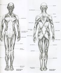 Related Image Human Muscle Anatomy Human Anatomy Drawing Anatomy Reference
