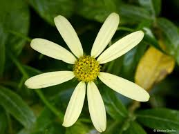 Image result for Senecio speciosus
