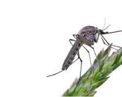 Image result for Spring Green 1977 Kelvinator