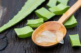 Aloe Veranin Faydalari Cilt Ve Sac Bakim Urunlerinde Siklikla Kullanilan Yesil Bir Renge Sahip Kabuk Ve Musil Etkisi Aloe Sac Bakimi Dogal Guzellik Ipuclari