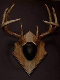 Antler Mount Kit Outfitter Deer Deer Antler Decor Antler Mount Deer Antlers Diy