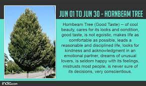 Birth Tree Hornbeam Celtic Tree Astrology Tree Emotions