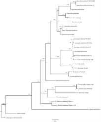 Image result for Xenostegia alatipes