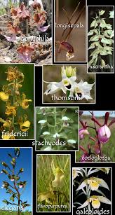 Image result for Eulophia galeoloides