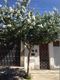 Reseda Branco Jardim Plantas Branco