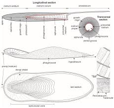 Company list france le mans k prim. Minerals Free Full Text Comparison Of The Calcareous Shells Of Belemnitida And Sepiida Is The Cuttlebone Prong An Analogue Of The Belemnite Rostrum Solidum Html