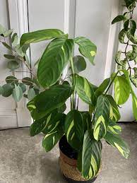 Check spelling or type a new query. Ctenanthe Golden Mosaic Variegated Calathea 17cm Pot 55cm Tall Highland Moss