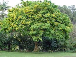 Image result for Pterocarpus