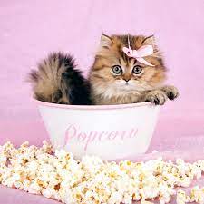 Considering that hamsters have a tendency toward weight gain, feeding hamsters popcorn with butter is not a good idea. Can Cats Eat Popcorn Catster