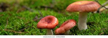 Image result for Russula flavida