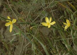 Image result for Moraea verdickii