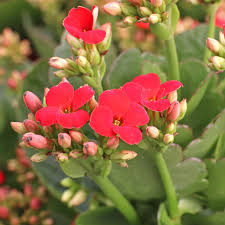 Image result for Kalanchoe blossfeldiana