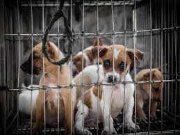 Are you having trouble finding a particular breed of dog or cat in dothan? How To Stop Animal Cruelty Cesar S Way