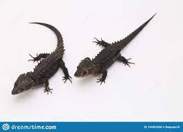 33 Red-eyed Crocodile Skink Ideas Red Eyed Crocodile Skink Crocodile Skink Crocodile