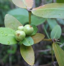 Image result for Cordia torrei