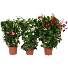 Image result for dipladenie sanderi obrázek