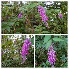 トウ フジウツギ