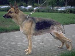 Check spelling or type a new query. Dermatology And Pyoderma Bacterial Infections Bacteria