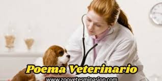 Recientemente, en realidad tan reciente como hace sólo unos días, nos hemos animado por ver a valientes líderes árabes y musulmanes adoptar una posición y también decir . ya basta. Series De Television De Veterinarios
