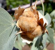 Image result for Gossypioides kirkii