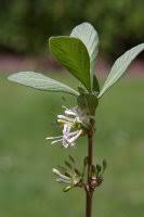 Image result for Pavetta sp. A