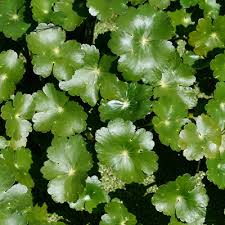 Image result for Hydrocotyle ranunculoides