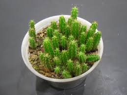 I notice the soil is dry a few inches down a couple times a week, but my cacti have been overwatered before. Grow Your Own Cactus From Seed Laidback Gardener
