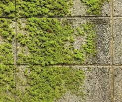A simple way to remove moss from drives and patios with soda crystals. How Do I Get Rid Of Moss On A Concrete Patio Patio Comfy
