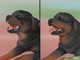 He is lots of fun and a big goofball with his family. 3 Ways To Identify A Rottweiler Wikihow