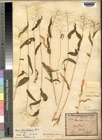 Image result for Panicum heterostachyum