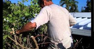 Cheap Lawn Care Key West 33040 305 304 6076 Lawn Care Lawn Care Companies Lawn Maintenance