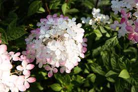Hydrangea Paniculata Living Touch Of Pink Hydrangea Paniculata Hydrangea Pink