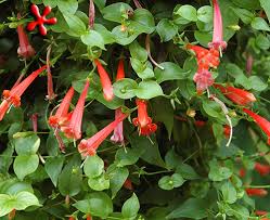 Image result for Manettia