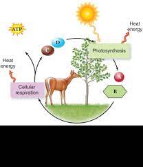 Do animals go through cellular respiration. Photosynthesis Screen 4 On Flowvella Presentation Software For Mac Ipad And Iphone