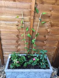 Check spelling or type a new query. What Is Wrong With My Clematis Bbc Gardeners World Magazine