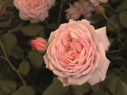 Rosa 'Dunham Massey'