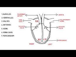 Check spelling or type a new query. Simple Diagram Simple Human Heart Drawing Novocom Top