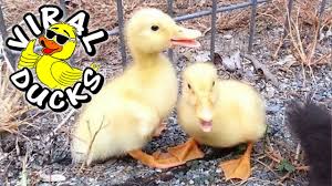 Take 20% off select products with code medal at checkout. Baby Ducks Pekin Ducklings Muscovy Duck Dynasty Youtube