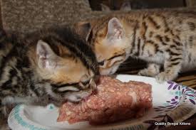 There are even cases of cats that live 20 years. How Long Do Bengal Cats Live