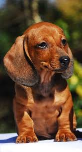 The Daily Cute National Puppy Day Bonus Coverage Cute Dogs Dachshund Dog Puppies