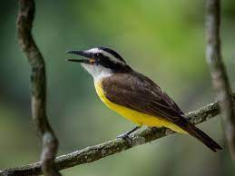 This site uses cookies to improve your experience and to help show content that is more relevant to your interests. Bem Te Vi Pitangus Sulphuratus Great Kiskadee Brazil