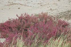 Image result for Suaeda sp. B