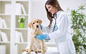 Check spelling or type a new query. App Informa Sobre Las Veterinarias Que Atienden Durante La Cuarentena