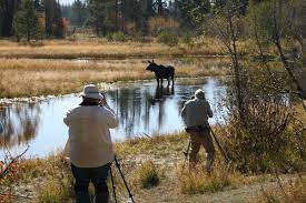 Located in jackson hole, 26 miles north of the town of jackson, wyoming, and 32 miles south of yellowstone national park, triangle x sits in the heart of grand teton. Wildlife Viewing Grand Teton National Park U S National Park Service