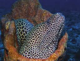 Moray Eels Marine Life South Africa